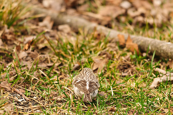 Female Hoary Redpoll Larue Ohio