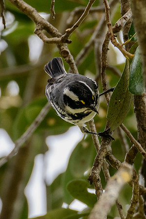 Black-throated Gray Warbler