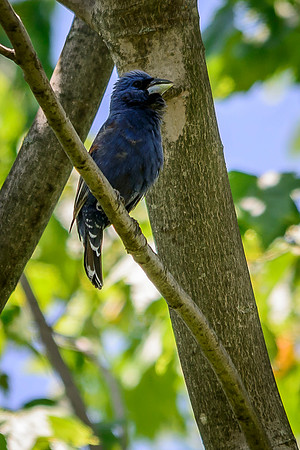 Blue Grosbeak; Batelle Darby Metro Park, Columbus Ohio