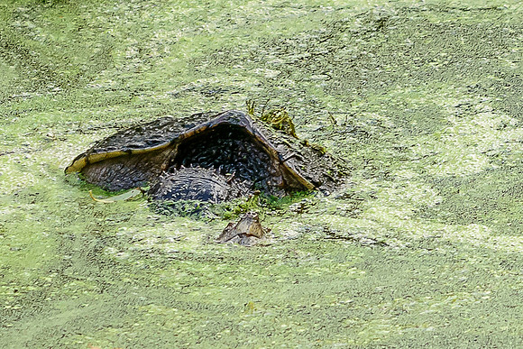 Snapping Turtle
