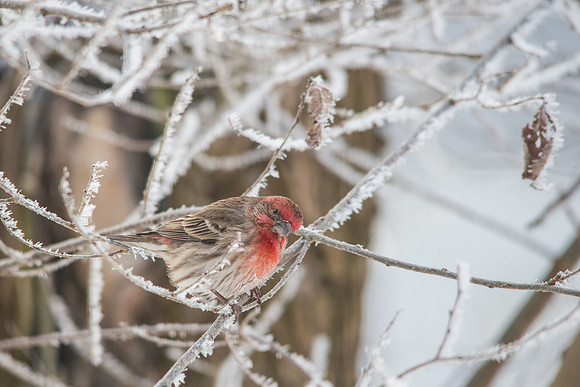 House Finch