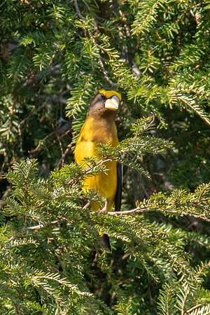 Evening Grosbeak