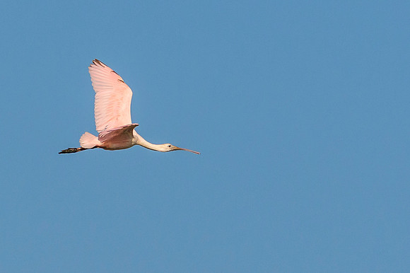 Roseate Spoonbill