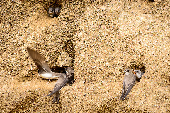 Bank Swallow