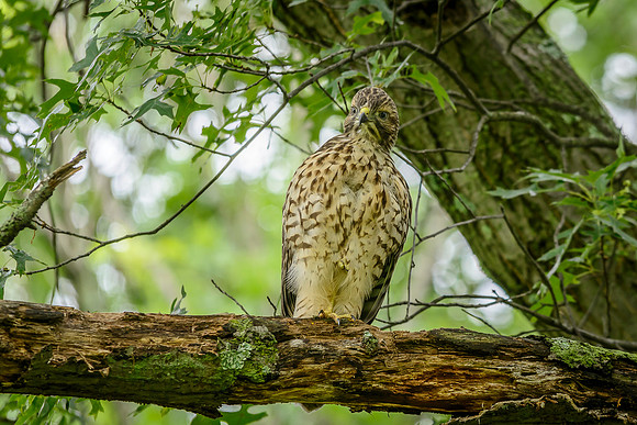 Juvenile Red-shouldered Hawk