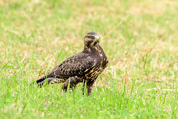 Swainson's Hawk