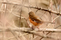 Eastern Towhee