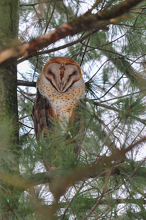 Barn Owl; Location Undesclosed