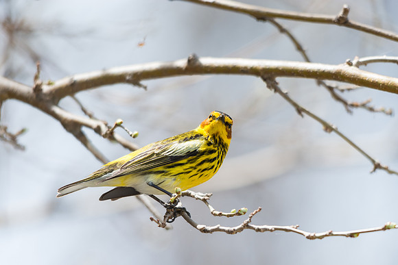 Cape May Warbler