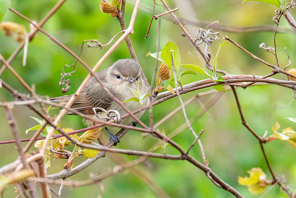Warbling Vireo