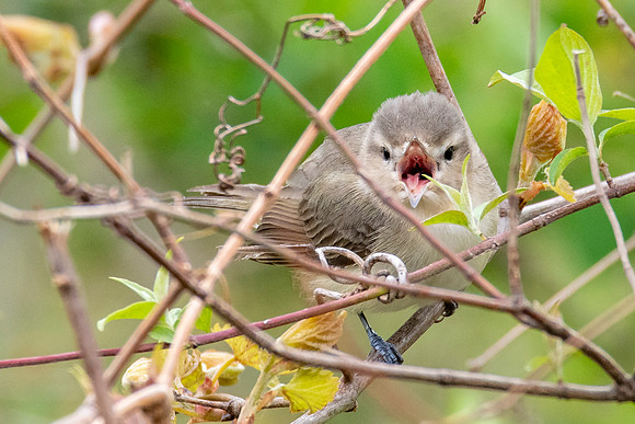 Warbling Vireo