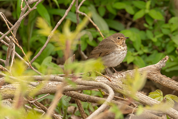 Swainson's Thrush