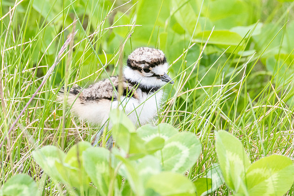 Killdeer Chick