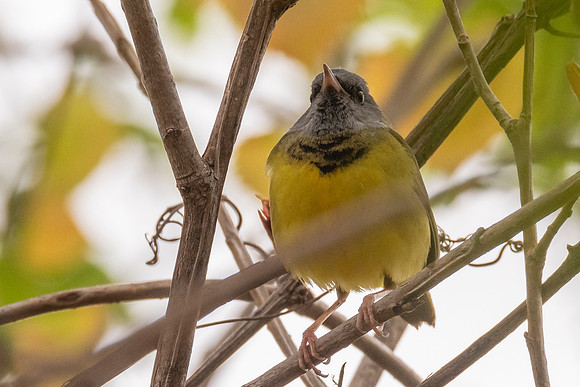 Mourning Warbler