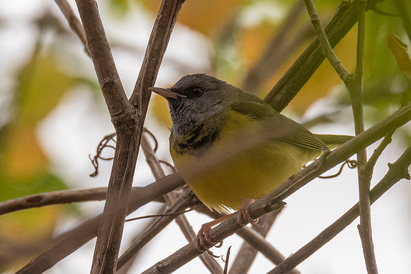 Mourning Warbler