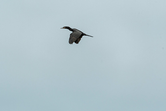 Neotropic Cormorant