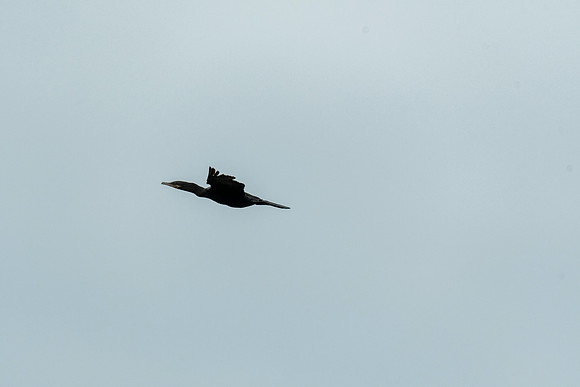 Neotropic Cormorant