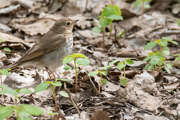 Swainson's Thrush