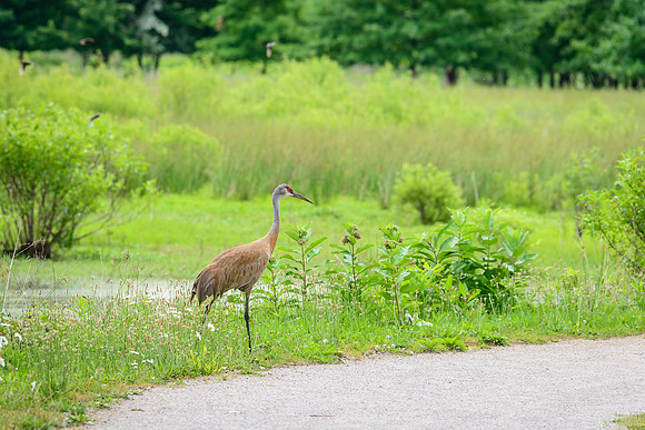 Male Sandhill Crane