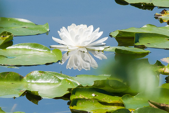 Water Lilly flower...from somewhere.