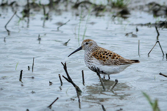 Dunlin