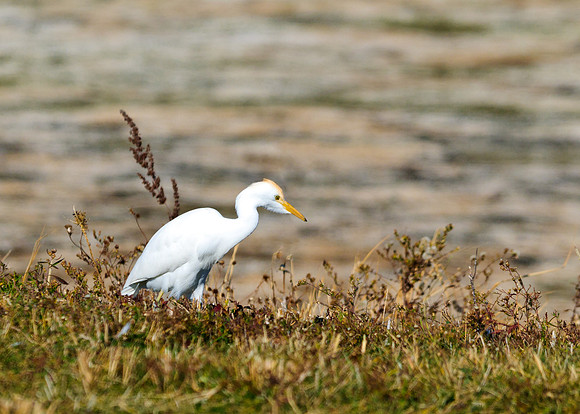 Cattle Egret