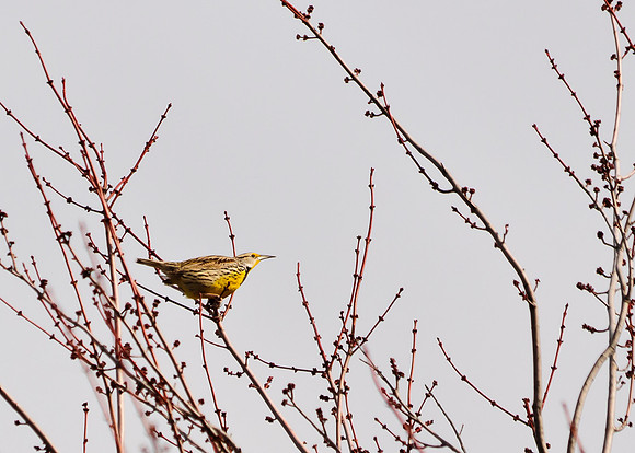 Eastern Meadowlark