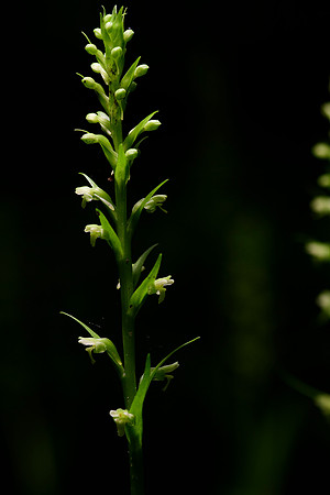 Northern Tubercled Orchid