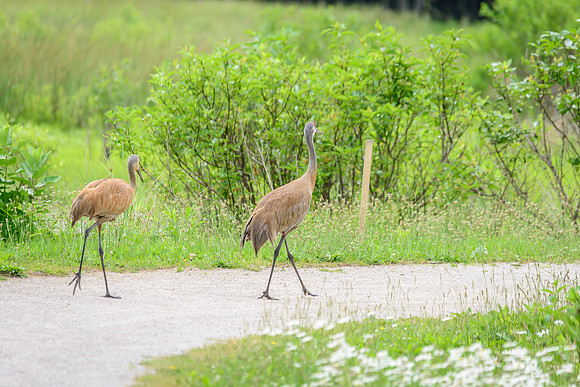 Sandhill Crane Pair
