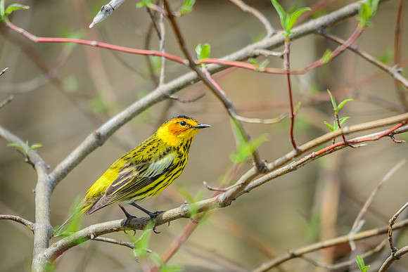 Cape May Warbler
