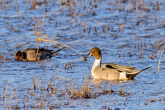 Northern Pintail Duck