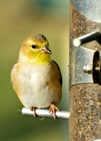 Goldfinch