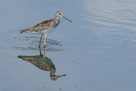 Greater Yellowlegs