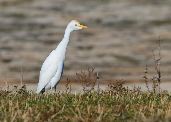 Cattle Egret
