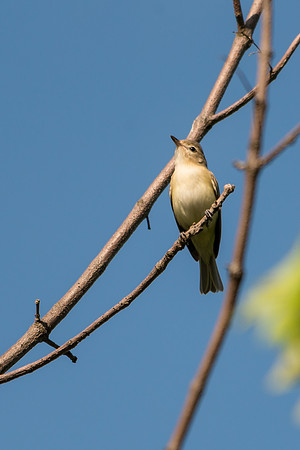 Warbling Vireo