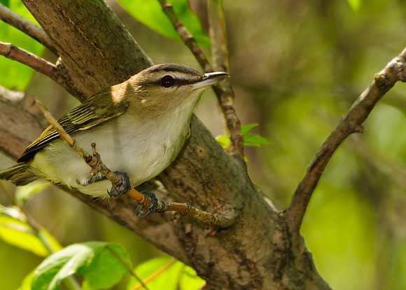 Red-eyed Vireo; Magee Marsh, Lake Erie OH