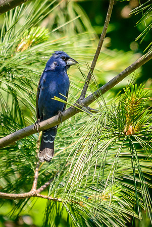 Blue Grosbeak; Batelle Darby Metro Park, Columbus Ohio