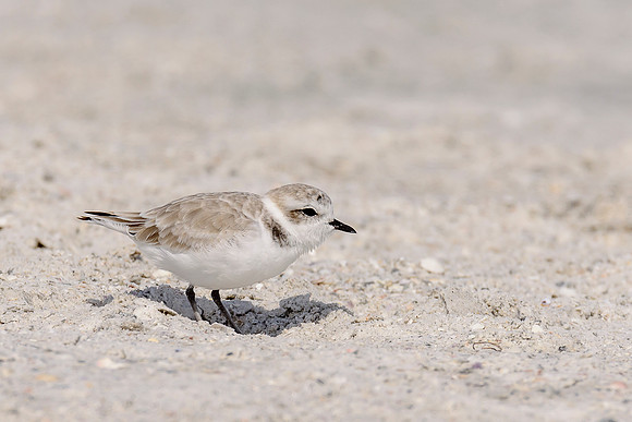 Snowy Plover