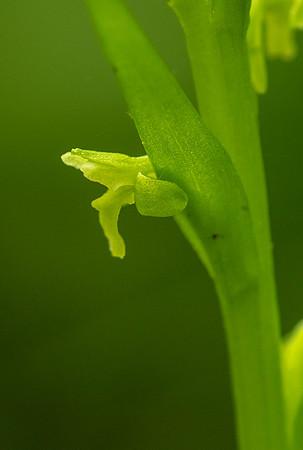 Northern Tubercled  Orchid