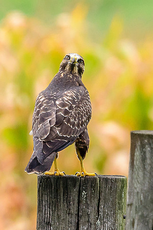 Swainson's Hawk
