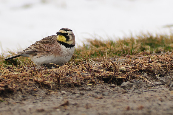 Horned Lark