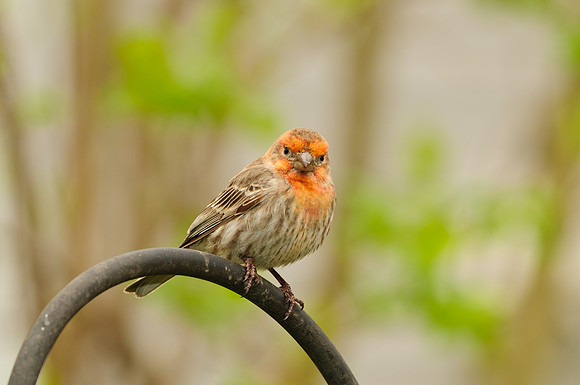 Male House Finch (Yellow Variant); Larue OH House Finch