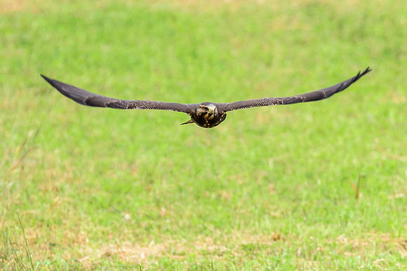 Swainson's Hawk