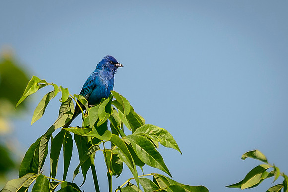 Indigo Bunting; Batelle Darby Metro Park, Columbus Ohio