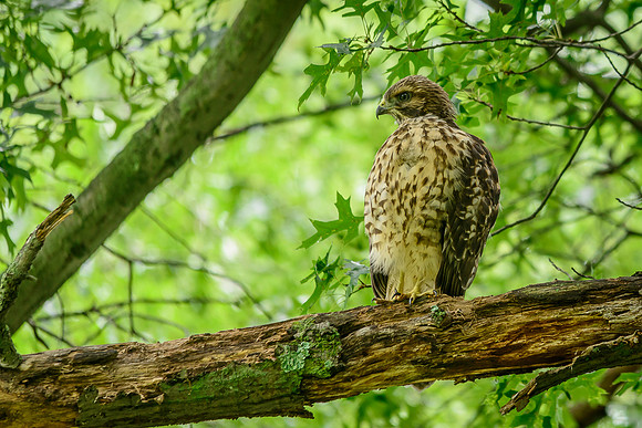 Juvenile Red-shouldered Hawk