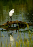 Great Egret