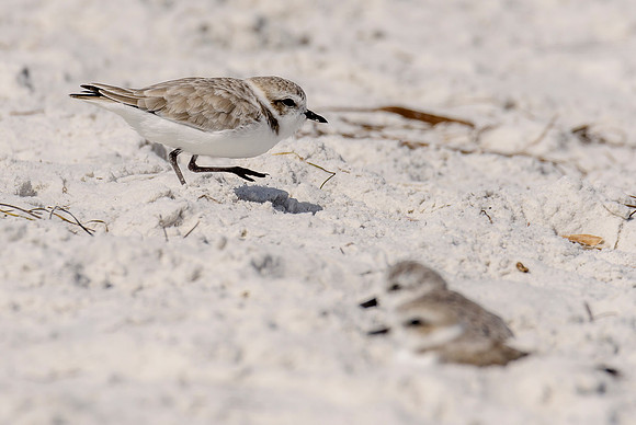 Snowy Plover