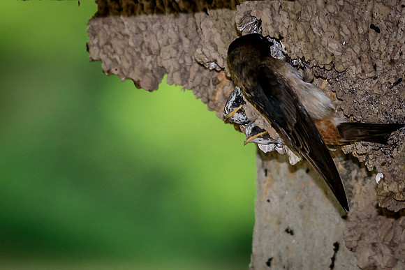 Baby Cliff Swallows and Adult Feeding