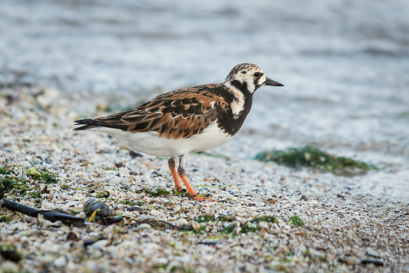 Ruddy Turnstone