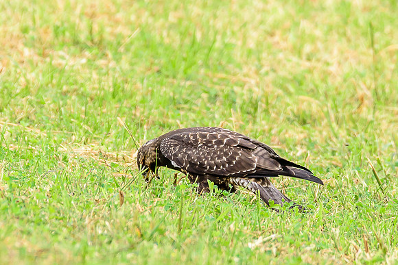 Swainson's Hawk
